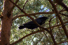 Corvus corax