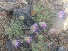 Erigeron poliospermus