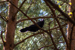 Corvus corax