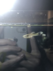Poecilia wingei