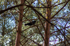 Corvus corax