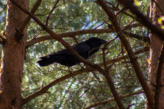 Corvus corax