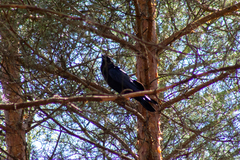 Corvus corax
