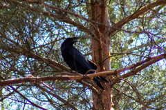 Corvus corax