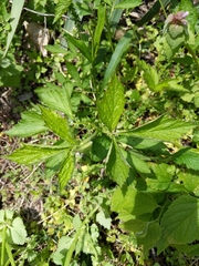 Geum laciniatum