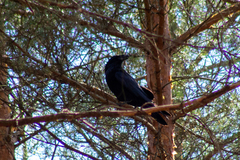 Corvus corax