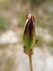 Pseudopodospermum