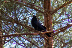 Corvus corax