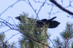 Corvus corax