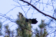 Corvus corax