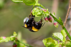 Bombus