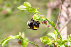 Bombus