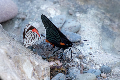 Pyrrhopygopsis romula