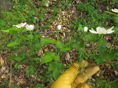 Rubus steelei
