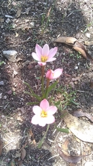 Zephyranthes carinata