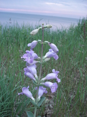 Penstemon grandiflorus