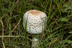 Macrolepiota zeyheri
