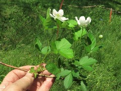 Rubus steelei