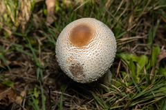 Macrolepiota zeyheri