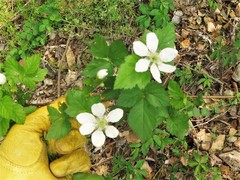 Rubus steelei