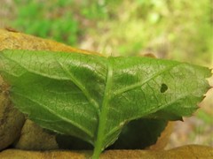Rubus steelei