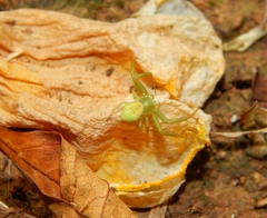 Misumenops rubrodecoratus