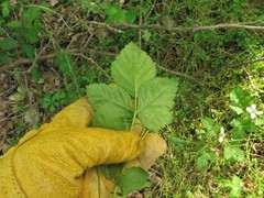 Rubus steelei