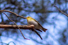 Phylloscopus sibilatrix