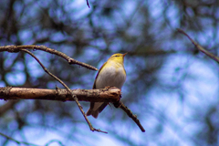 Phylloscopus sibilatrix