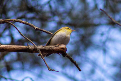 Phylloscopus sibilatrix