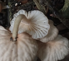 Marasmiellus alliiodorus
