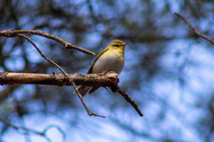 Phylloscopus sibilatrix