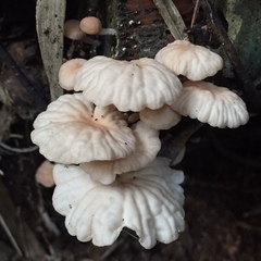 Marasmiellus alliiodorus