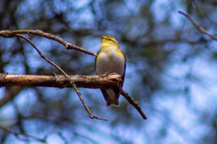 Phylloscopus sibilatrix