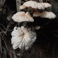 Marasmiellus alliiodorus