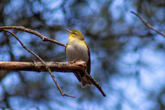 Phylloscopus sibilatrix