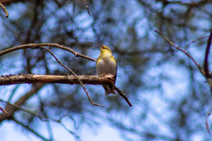 Phylloscopus sibilatrix