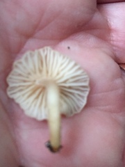Marasmiellus alliiodorus