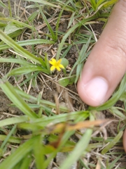 Hypoxis decumbens