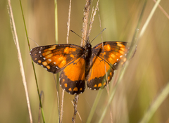 Chlosyne lacinia saundersi