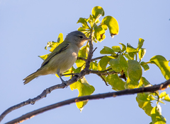 Conirostrum speciosum