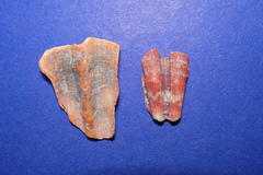 Nodipecten nodosus
