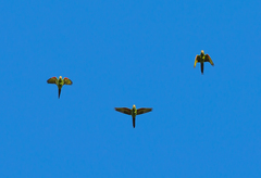 Psittacara leucophthalmus