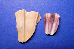 Nodipecten nodosus