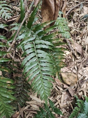 Plagiogyria japonica