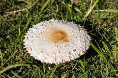 Macrolepiota zeyheri