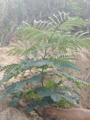 Albizia procera