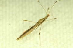 Neoneides muticus