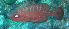 Heteropriacanthus cruentatus