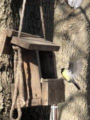 Parus major